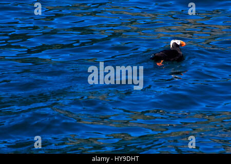 Un puffin nuota sulla parte superiore dell'oceano vicino a Seward, Alaska. Foto Stock
