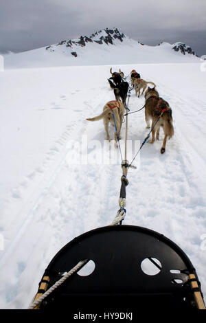 Una vista da slittino trainato da un team dogsledding su una coperta di neve glacier in Alaska. Foto Stock