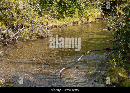 Salmons in Alaska USA - Ketchikan Creek River Foto Stock