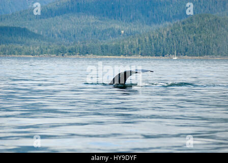 Whale watching avventura da Juneau Alaska, vita marina , Humpback Whale Tail Foto Stock