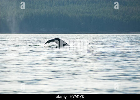 Whale watching avventura da Juneau Alaska, vita marina , Humpback Whale Tail Foto Stock