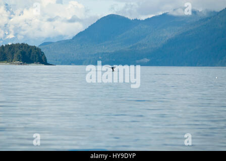 Whale watching avventura da Juneau Alaska, vita marina , Humpback Whale Tail Foto Stock