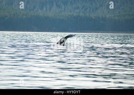 Whale watching avventura da Juneau Alaska, vita marina , Humpback Whale Tail Foto Stock