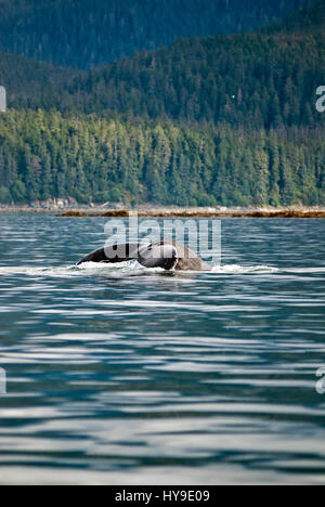 Whale watching avventura da Juneau Alaska, vita marina , Humpback Whale Tail Foto Stock