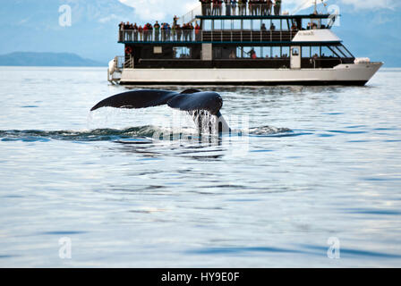 Whale watching avventura da Juneau Alaska, vita marina , Humpback Whale Tail Foto Stock