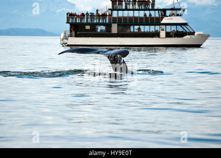 Whale watching avventura da Juneau Alaska, vita marina , Humpback Whale Tail Foto Stock