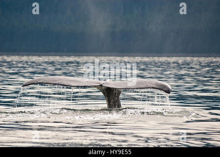 Whale watching avventura da Juneau Alaska, vita marina , Humpback Whale Tail Foto Stock