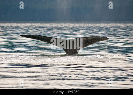 Whale watching avventura da Juneau Alaska, vita marina , Humpback Whale Tail Foto Stock