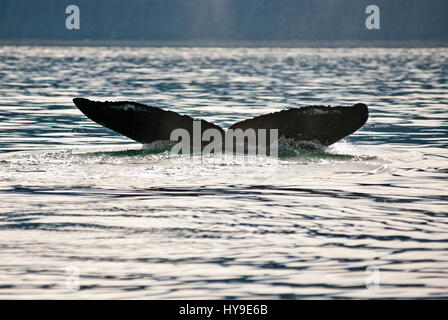 Whale watching avventura da Juneau Alaska, vita marina , Humpback Whale Tail Foto Stock