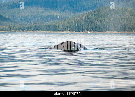 Whale watching avventura da Juneau Alaska, vita marina , Humpback Whale Tail Foto Stock