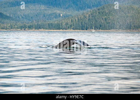 Whale watching avventura da Juneau Alaska, vita marina , Humpback Whale Tail Foto Stock