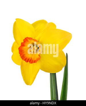 Giallo daffodil isolati su sfondo bianco Foto Stock