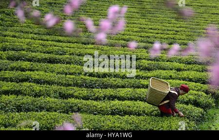 Lichuan, la Cina della provincia di Hubei. 2 apr, 2017. Un contadino raccoglie le foglie di tè in una piantagione di tè in Nanmu villaggio di Lichuan City, centrale cinese della provincia di Hubei, 2 aprile 2017. Stagione di raccolto per la primavera tè è venuto in grandi parti della Cina. Credito: Yang Shunpi/Xinhua/Alamy Live News Foto Stock