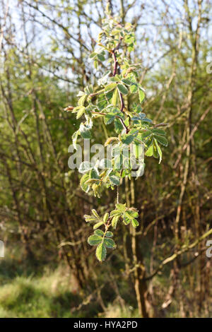 Hucknall, Nottinghamshire, Regno Unito. 03 apr, 2017. Luminoso fresco per iniziare la giornata sulle gamme country park sulla periferia di Hucknall. Con un eccesso di rugiada notturna che copre il terreno . Credito: Ian Francesco/Alamy Live News Foto Stock