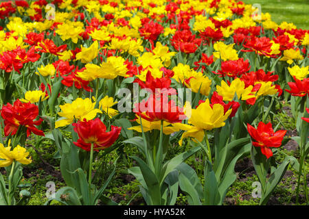 Westminster. Londra, Regno Unito. 3 apr, 2017. I tulipani in fiore in un parco di Westminster Credito: Dinendra Haria/Alamy Live News Foto Stock