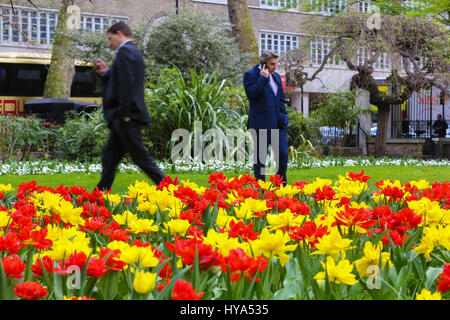 Westminster. Londra, Regno Unito. 3 apr, 2017. I tulipani in fiore in un parco di Westminster Credito: Dinendra Haria/Alamy Live News Foto Stock