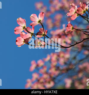 Boulder Creek, California, Stati Uniti d'America. 3 apr, 2017. Un albero di corniolo sanguinello (Cornus florida) in fiore. (Credit: © Mark Avery via ZUMA filo) Foto Stock