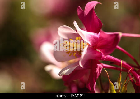 Aquilegia rosa fiori chiamato Columbine fiorisce in primavera in un giardino botanico Foto Stock