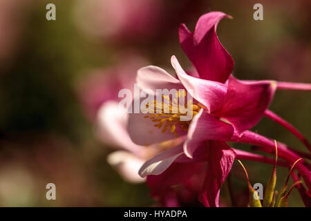 Aquilegia rosa fiori chiamato Columbine fiorisce in primavera in un giardino botanico Foto Stock