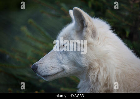 White della baia di Hudson wolf close up colpo alla testa Foto Stock