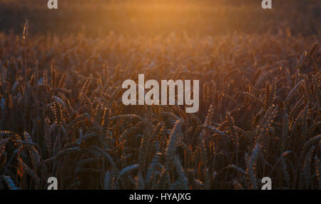 Campo con maturi i cereali al tramonto. I picchi sono illuminati per la retroilluminazione del sole al tramonto. Sfondo dell'agricoltura Foto Stock