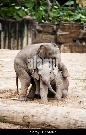Lo zoo di Chester, Regno Unito: elefante Asiatico Hari (sinistra) pounces sul compagno-baby Bala (destro).elefante Asiatico Hari (L) pounces sul compagno-baby Bala (R).elefante Asiatico Hari (L) pounces sul compagno-baby Bala (R).elefante Asiatico Hari (L) pounces sul compagno-baby Bala (R). Due elefanti di bambino sono stati catturati da una telecamera godendo un wrestling bout. Le immagini mostrano come un anno di età del bambino di elefante Bala si avventa su da due anni di Hari mentre la schiena è ruotato. Nonostante la sorpresa "attacco" Bala è riuscito a scrollarsi di dosso Hari's giocoso agguato e la coppia andò insieme come impresa amici. Ex funzionario civile-girato pet photographe Foto Stock