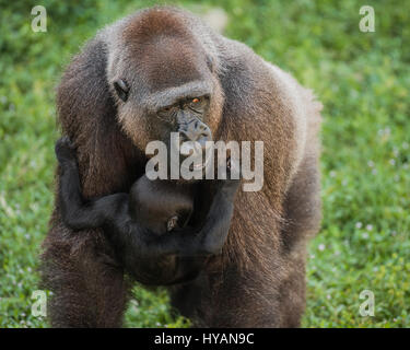 Lo Zoo di Jacksonville, Florida: 26-enne Bulera porta il suo bambino Goerge che è di due mesi di età. Un britannico plumbing caposquadra ha preso la più intima colpi di mighty gorilla cuddling loro simpatico neonati. Dalla beata abbracci e attenta cura di playtime e trasportano i loro piccoli di scimmie e proscimmie da A a B di queste immagini mostrano questa famiglia di sette Gorillas occidentali della pianura, le cui specie sono in pericolo critico nel selvaggio. La famiglia comprende due neonati (uno è solo trenta giorni di età), due mamme e persino una nonna. Fotografo scozzese Graham McGeorge ha spiegato il modo in cui egli ha preso la foto di tre g Foto Stock