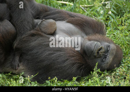 Lo Zoo di Jacksonville, Florida: UN BRITISH plumbing caposquadra ha preso la più intima colpi di mighty gorilla cuddling loro simpatico neonati. Dalla beata abbracci e attenta cura di playtime e trasportano i loro piccoli di scimmie e proscimmie da A a B di queste immagini mostrano questa famiglia di sette Gorillas occidentali della pianura, le cui specie sono in pericolo critico nel selvaggio. La famiglia comprende due neonati (uno è solo trenta giorni di età), due mamme e persino una nonna. Fotografo scozzese Graham McGeorge ha spiegato il modo in cui egli ha preso le immagini di tre generazioni di gorilla durante una visita allo Zoo di Jacksonville in Florida. Foto Stock