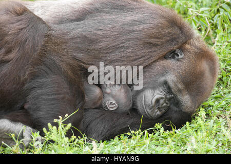 Lo Zoo di Jacksonville, Florida: UN BRITISH plumbing caposquadra ha preso la più intima colpi di mighty gorilla cuddling loro simpatico neonati. Dalla beata abbracci e attenta cura di playtime e trasportano i loro piccoli di scimmie e proscimmie da A a B di queste immagini mostrano questa famiglia di sette Gorillas occidentali della pianura, le cui specie sono in pericolo critico nel selvaggio. La famiglia comprende due neonati (uno è solo trenta giorni di età), due mamme e persino una nonna. Fotografo scozzese Graham McGeorge ha spiegato il modo in cui egli ha preso le immagini di tre generazioni di gorilla durante una visita allo Zoo di Jacksonville in Florida. Foto Stock