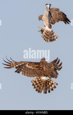 FREMONT, CALIFORNIA: un action-packed lunch scambio tra un maschio di Northern Harrier e il suo compagno affamato non è mai stata così temibile. Il mid-pasto aria trasferimento ha avuto un solo secondo dal maschio di far cadere il gustoso boccone e la femmina rendendo la sua cattura. A giudicare dalla espressione della femmina del volto, il succulento lo scoiattolo è stato un indispensabile pezzo di nutrizione. US-basato program manager Ph00 Chan (50) è stato in grado di acquisire questa veloce sequenza di eventi presso il Coyote Hills Regional Park in Fremont California - che mostra un maschio di consegnare il cibo ad un solo membro del suo harem di fino a sette fem Foto Stock