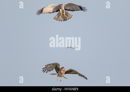 FREMONT, CALIFORNIA: un action-packed lunch scambio tra un maschio di Northern Harrier e il suo compagno affamato non è mai stata così temibile. Il mid-pasto aria trasferimento ha avuto un solo secondo dal maschio di far cadere il gustoso boccone e la femmina rendendo la sua cattura. A giudicare dalla espressione della femmina del volto, il succulento lo scoiattolo è stato un indispensabile pezzo di nutrizione. US-basato program manager Ph00 Chan (50) è stato in grado di acquisire questa veloce sequenza di eventi presso il Coyote Hills Regional Park in Fremont California - che mostra un maschio di consegnare il cibo ad un solo membro del suo harem di fino a sette fem Foto Stock