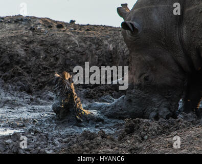 MADIKWE, SUD AFRICA: UN RHINO è stato strappato la pesca una zebra puledro al di fuori di un pozzo del fango con la sua tromba. La bizzarra foto mostrano come il gigante due-tonnellata bestia macchiato il bambino zebra essendo bloccato nel fango e ha tentato di sollevare la sfortunata creatura con il suo corno. South African guide Roel van Muiden fu che mostra ai visitatori tutto il Madikwe Game Reserve quando vide l'incredibile scena, che purtroppo si è concluso con la morte del puledro. Foto Stock