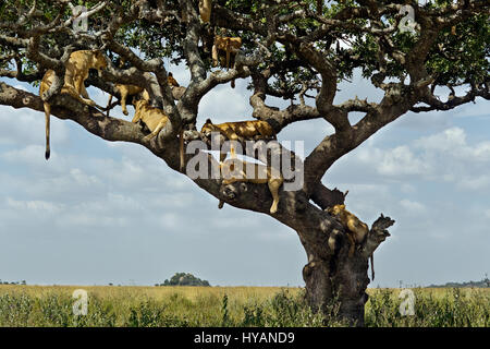 Parco Nazionale del Serengeti, TANZANIA: mentre noi nel Regno Unito swelter nel tempo caldo un pensiero di ricambio per questo sonnacchioso lion orgoglio la cui unica possibilità per ombra è l'alto i rami di un albero nelle vicinanze. Avendo trovato uno dei pochi luoghi ombrosi disponibile nel vasto deserto, queste immagini mostrano l'orgoglio posticipata chillaxing e lasciare che tutto appendere sciolto fino a 20 piedi di alta. Con temperature di colpire oltre 32 Celsius da 8am, questa ubicazione premium ammessi i lions di riposo mantenendo sempre un look out sul loro territorio. Da questo punto di vista sono stati facilmente in grado di individuare qualsiasi preda di avvicinamento di un Foto Stock