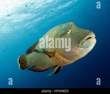 PALAU, OCEANO PACIFICO: Un Un pesce napoleone. WORLD Ocean Day 2015 viene celebrato attraverso questa coloratissima collezione di creature sottomarine da tutto il globo. Da curioso le tartarughe caretta nelle Maldive ai più grandi del mondo di pesce, il possente 30-tonnellata squalo balena queste immagini sono un omaggio al nostro pianeti diversi - ma fragile - gli oceani. Essendo celebrata da tutti gli amanti della natura attraverso il nostro pianeta, World Ocean Day si terrà il 8 giugno di questo anno vede centinaia di eventi, colloqui e mostra in tutto il mondo, compresi 12 eventi nel solo Regno Unito. Fotografo Marino Super Jolly (37) explai Foto Stock