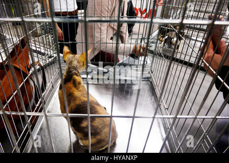 Cani e gatti evento, Espace Champerret, Parigi, Francia Foto Stock