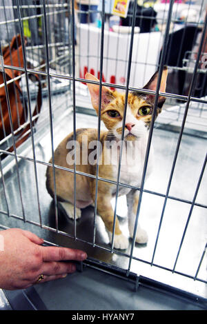 Cani e gatti evento, Espace Champerret, Parigi, Francia Foto Stock