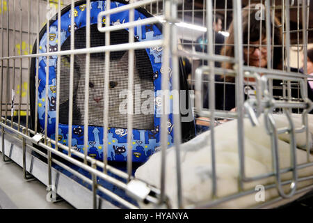 Cani e gatti evento, Espace Champerret, Parigi, Francia Foto Stock