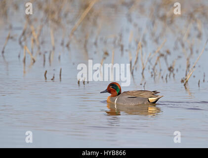 Green winged Teal Drake su stagno Foto Stock