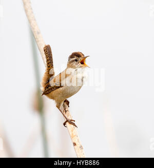 Marsh Wren cantando Foto Stock