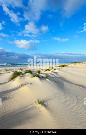 Pittoresche dune di sabbia e ciuffi di erba a Conjola Beach, Shoalhaven, South Coast, Nuovo Galles del Sud, NSW, Australia