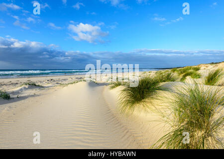 Pittoresche dune di sabbia e ciuffi di erba a Conjola Beach, Shoalhaven, South Coast, Nuovo Galles del Sud, NSW, Australia