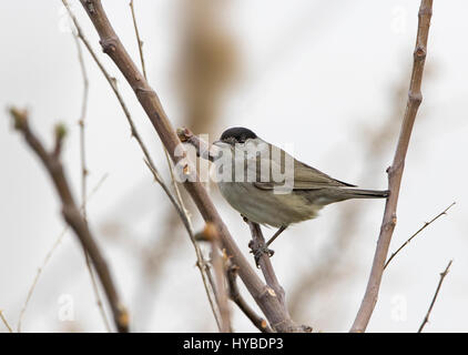 Voce maschile Capinera Sylvia articapilla appollaiato Foto Stock