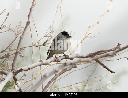 Voce maschile Capinera Sylvia articapilla appollaiato Foto Stock