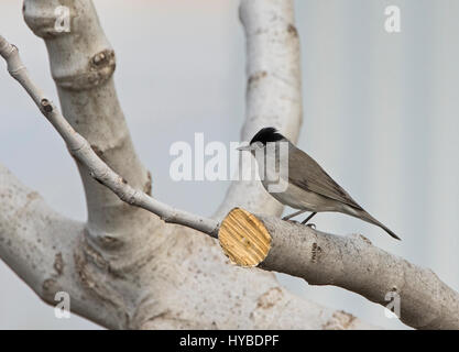 Voce maschile Capinera Sylvia articapilla appollaiato Foto Stock