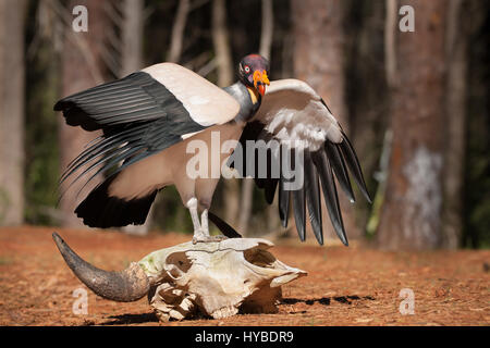 King Vulture sul cranio Foto Stock