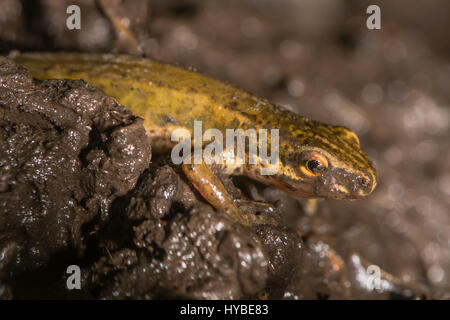 Newt liscia (Lissotriton vulgaris) chiudere fino al fango. Anfibi adulti nella famiglia Salamandridae camminando sulla terra attraverso il suolo bagnato Foto Stock