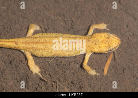 Newt liscia (Lissotriton vulgaris) sul fondo del flusso. Anfibi adulti nella famiglia Salamandridae appoggiata sul fondo fangoso Foto Stock