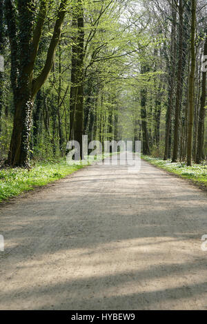 Svuotare il percorso della foresta in primavera Foto Stock