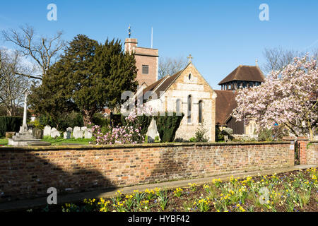 St Mary's Church, Barnes con la fioritura dei ciliegi primaverili, Londra, Inghilterra, Regno Unito Foto Stock