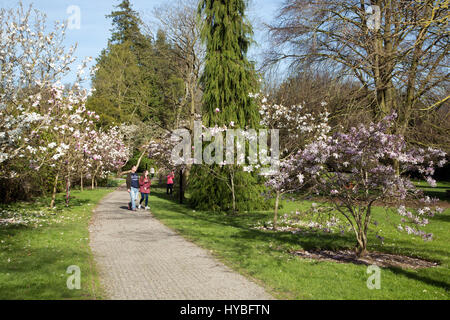 Magnolie nel Phoenix Park di Dublino, Irlanda. Foto Stock